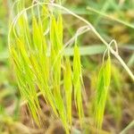 Bromus tectorum Virág