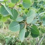 Populus tremuloides ഇല