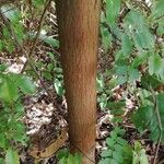 Harungana madagascariensis Corteza