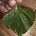 Perilla frutescens Leaf