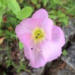 Oenothera speciosaFlower