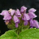 Phlomoides bracteosa Çiçek