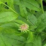 Aster ageratoides Blüte