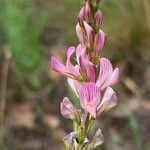 Onobrychis arenaria Kukka