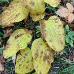 Smilax herbacea Levél