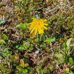 Hieracium alpinum Kvet