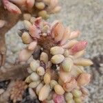 Graptopetalum amethystinum Flower