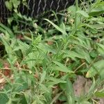 Linum grandiflorum Leaf