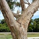 Jacaranda caucana বাকল