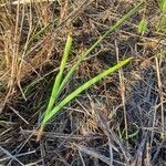 Bulbine abyssinica Folha