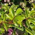 Rosa laevigata Leaf