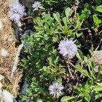 Globularia cordifoliaЛіст