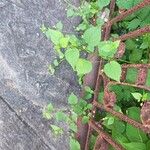 Sida cordata Frunză