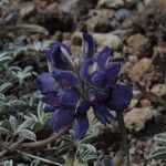 Lupinus sellulus Flower