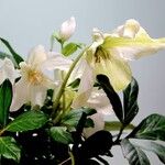 Helleborus niger موطن