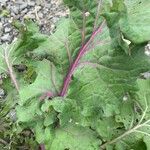 Crambe maritima Feuille