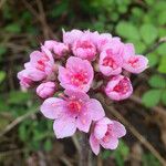 Darmera peltata Flor