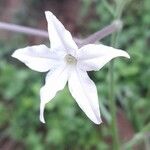 Nicotiana longiflora Flower