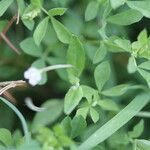 Epilobium roseum Leaf