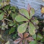 Rodgersia aesculifolia Hoja