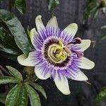 Passiflora caeruleaBlomst