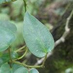 Piper borbonense Leaf