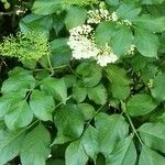 Sambucus nigra पत्ता