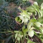 Helleborus foetidusBlomst