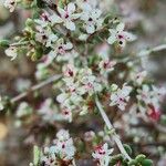 Pteropyrum aucheri Flower