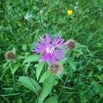 Centaurea phrygia Цветок