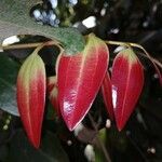 Cinnamomum verum 葉