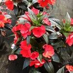 Impatiens walleriana عادت داشتن