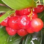 Danae racemosa Fruct