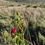 Hibiscus aponeurus Fruit