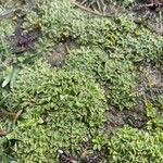 Werneria pectinata Leaf