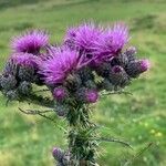 Cirsium palustre Flower