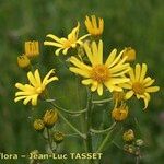 Jacobaea paludosa Flower