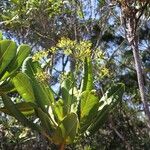 Myodocarpus crassifolius Hábito