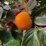Diospyros kaki Fruit