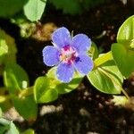 Lysimachia foemina Flower
