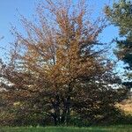 Quercus pyrenaica Habitus