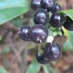 Sarcococca ruscifolia Frukt