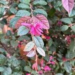 Loropetalum chinenseFlor