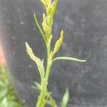 Echinochloa crus-galli Fleur