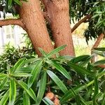 Podocarpus latifolius Συνήθη χαρακτηριστικά