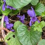 Viola odorata Blomst