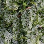 Hymenophyllum tunbrigense Annet