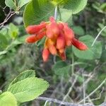 Lonicera ciliosa Цвят