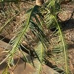 Cycas pectinata Folha