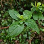 Lonicera periclymenum Blad